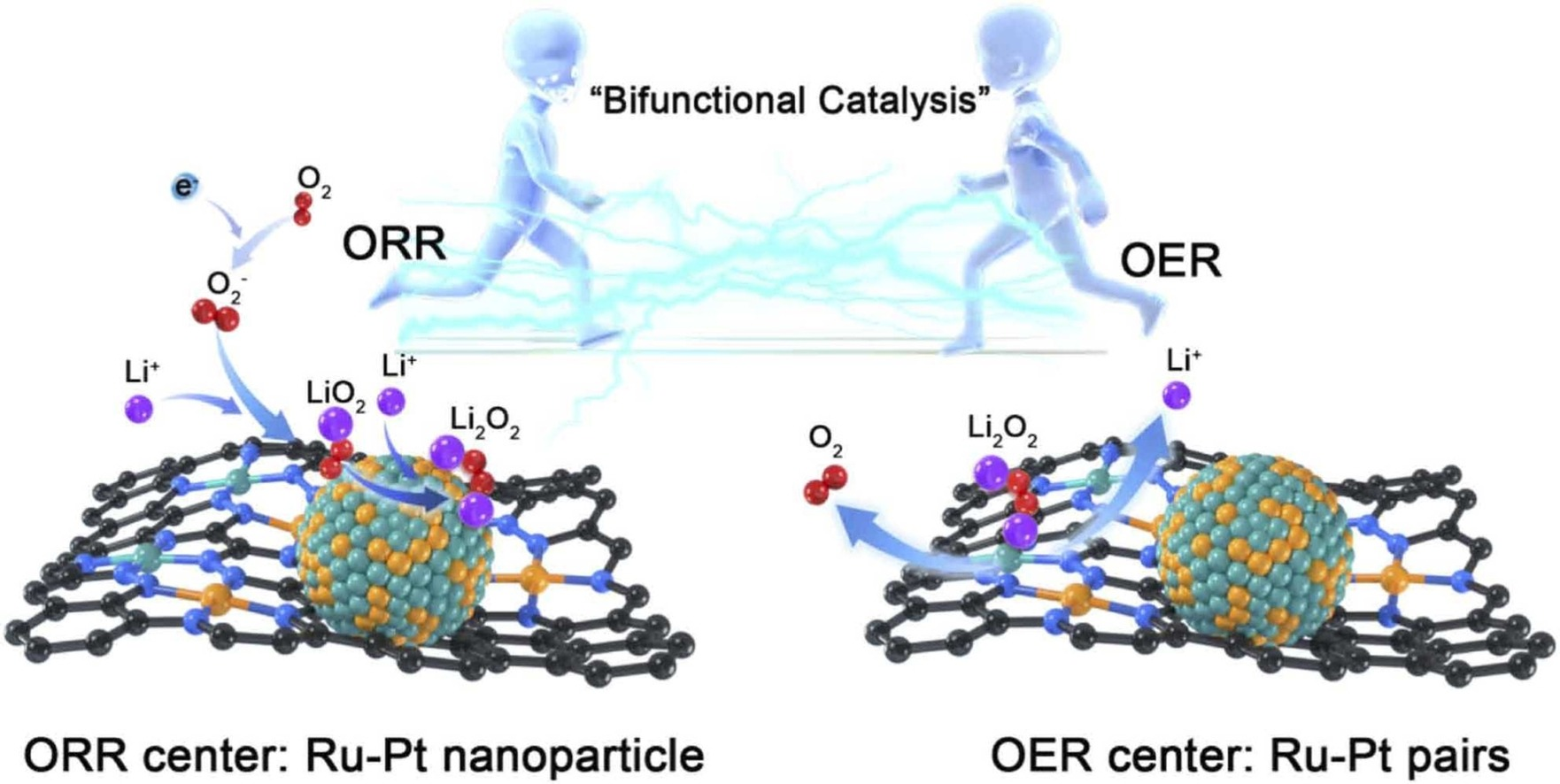 Dual-type atomic Ru promoted bifunctional catalytic process realizing ultralow overpotential for Li-O2 batteries